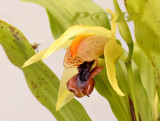 Coelogyne tiomanensis, malaysia