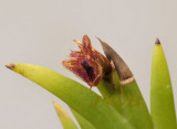 Dendrobium  sp. flower 7 mm across