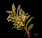 Trichotosia aporina, Malaysia, flowers about 1 cm