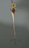 Bulbophyllum putidum, 15 cm