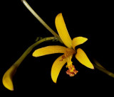Hofmannseggella (Laelia) alvaroana, flower 4 cm
