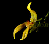 Bulbophyllum leucothyrsus