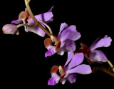 Phalaenopsis pulcherrima, Thailand