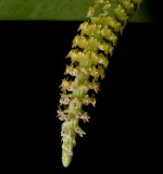 Oberonia parishii, flowers 1½   mm