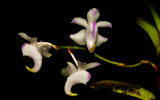 Aerides odoratum