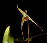 Bulbophyllum calviventer, centr, prov. PNG