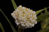 Agrostophyllum cyathiforme, one flower 4 mm