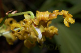 Dendrobium conanthum