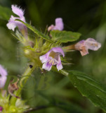 Zachte hennepnetel, Galeopsis pubescens