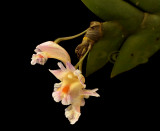 Dendrobium bilobulatum