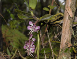 Robiquetia spatulata