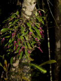 Bulbophyllum nippondii, dark, wet and cool environment