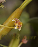Bulbophyllum monanthum aff.