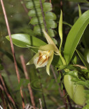 Coelogyne fimbriatum, Loei prov. Thailand