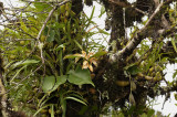 Coelogyne fuscescens var. brunea