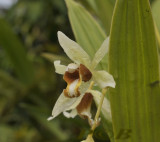 Coelogyne trinervis in habitat, close