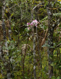 Cymbidium insigne