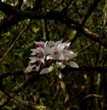 Cymbidium insigne ssp. insigne, blooming sept-okt.