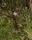 Cymbidium insigne insigne