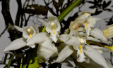 Cymbidium mastersii