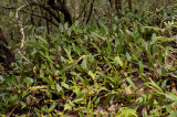 Epigeneium amplum, habitat, flower 7-8 cm across