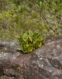 Orchids on rock