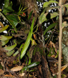 Eria carinata