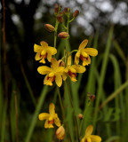 Spathoglottis pubescens