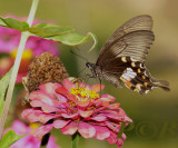 Papilio polytes romulus, female