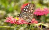 Dark blue tiger, Tirumala septentrionis septentrionis