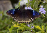 Hypolimnas bolina, form incommoda, female