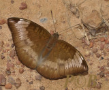 Euthalia monina kesava, female