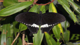 Papilio polytes