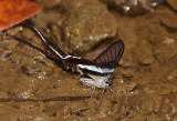 Dragontail, lamproptera curius