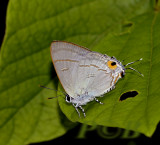 Hypolycaena erylus