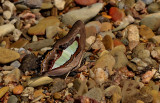 polyura athamos, common nawab