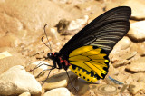 Troides helena cerberus