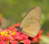 Euploea mulciber, male