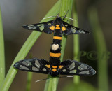 Amata fortunei (Arctiinae)