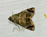 Epipaschiinae sp. undescribed (Crambidae)