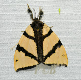 Numenes siletti (Lymantriinae)