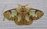 Cariola ecnomoda (Lymantriinae)