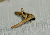 Moth 16