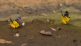 Yellow leopard moths, Dysphania militaris
