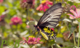 Troides aeacus