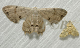 Dysaethria lilacina (Uraniidae)