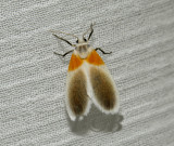 Ovipennis binghami (Arctiinae)