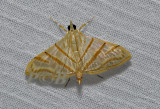 Pagyda salvalis (Crambidae)