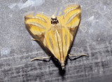 Talanga nympha (Crambidae)