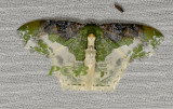 Eucyclodes semialba (Geometridae)